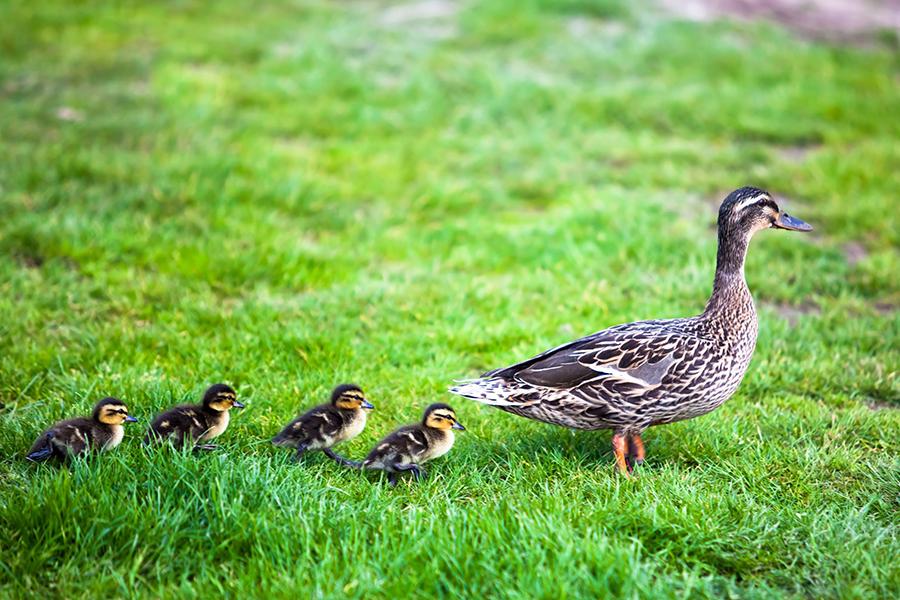 imprinting imprinting