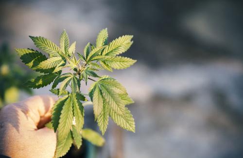 cannabis-light cannabis-light